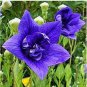 100 PCS Seeds Blue Balloon Flower Bonsai Platycodon Grandiflorus Perennial Bonsai Flower