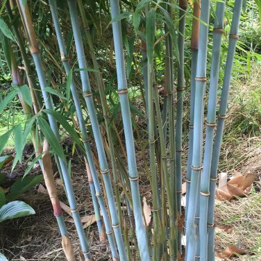 100 PCS Seeds Blue Bamboo