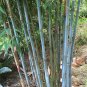 100 PCS Seeds Blue Bamboo