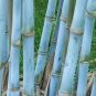 100 PCS Seeds Blue Bamboo