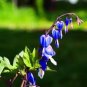 10 PCS Seeds Blue Bleeding Heart