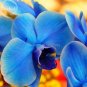 100 PCS Seeds Blue Butterfly Orchid