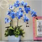100 PCS Seeds Blue Butterfly Orchid