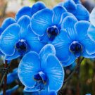 100 PCS Seeds Blue Butterfly Orchid 100 PCS Seeds Blue Butterfly Orchid