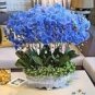 100 PCS Seeds Blue Butterfly Orchid