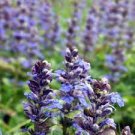 50 PCS Seeds Blue Butterfly Sage Flower 50 PCS Seeds Blue Butterfly Sage Flower