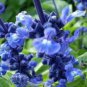 50 PCS Seeds Blue Butterfly Sage Flower