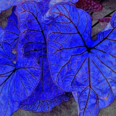 200 PCS Seeds Blue Caladium Dwarf Elephant Ear Ornamental Plant