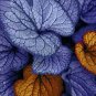 200 PCS Seeds Blue Caladium Dwarf Elephant Ear Ornamental Plant