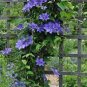 100 PCS Seeds Blue Clematis