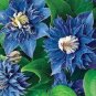 100 PCS Seeds Blue Clematis
