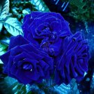 50 PCS Seeds Blue Climbing Rose