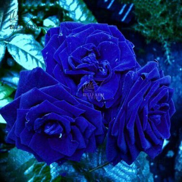 50 PCS Seeds Blue Climbing Rose