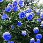 50 PCS Seeds Blue Climbing Rose