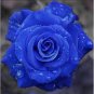 50 PCS Seeds Blue Climbing Rose