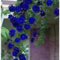50 PCS Seeds Blue Climbing Rose