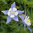 5 PCS Seeds Blue Columbines Aquilegia Seeds Balcony Bonsai Plant Flowers 5 PCS Seeds Blue Columbines Aquilegia Seeds Balcony Bonsai Plant Flowers