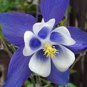 5 PCS Seeds Blue Columbines Aquilegia Seeds Balcony Bonsai Plant Flowers
