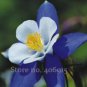 5 PCS Seeds Blue Columbines Aquilegia Seeds Balcony Bonsai Plant Flowers