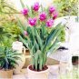 200 PCS Seeds Blue Curcuma Bonsai Flower