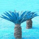 10 PCS Seeds Blue Cycas Bonsai Sago Palm Tree Plant Cycas Tree Bonsai 10 PCS Seeds Blue Cycas Bonsai Sago Palm Tree Plant Cycas Tree Bonsai