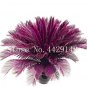 10 PCS Seeds Blue Cycas Bonsai Sago Palm Tree Plant Cycas Tree Bonsai
