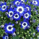 200 PCS Seeds Blue Daisy White Heart Very Beautiful Garden Flowers 200 PCS Seeds Blue Daisy White Heart Very Beautiful Garden Flowers