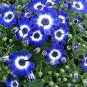 200 PCS Seeds Blue Daisy White Heart Very Beautiful Garden Flowers