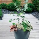 100 PCS Seeds Blue Eucalyptus Mini Tree Exotic Shrub Flower Pots Planters Tropical