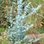 100 PCS Seeds Blue Eucalyptus Mini Tree Exotic Shrub Flower Pots Planters Tropical