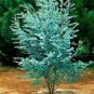 100 PCS Seeds Blue Eucalyptus Mini Tree Exotic Shrub Flower Pots Planters Tropical