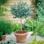 100 PCS Seeds Blue Eucalyptus Mini Tree Exotic Shrub Flower Pots Planters Tropical
