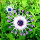 100 PCS Seeds Blue Eyed Daisy Flower Bonsai Osteospermum Flower Bonsai Balcony Flower