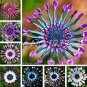 100 PCS Seeds Blue Eyed Daisy Flower Bonsai Osteospermum Flower Bonsai Balcony Flower