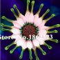 100 PCS Seeds Blue Eyed Daisy Flower Bonsai Osteospermum Flower Bonsai Balcony Flower