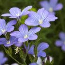 50 PCS Seeds Blue Flax ORGANIC NEWLY HARVESTED BEAUTIFUL BLUE FLOWERS