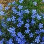50 PCS Seeds Blue Flax ORGANIC NEWLY HARVESTED BEAUTIFUL BLUE FLOWERS