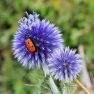 50 PCS Seeds Blue Globe Thistle Echinops Big Onion Flowers 50 PCS Seeds Blue Globe Thistle Echinops Big Onion Flowers