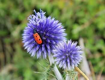 50 PCS Seeds Blue Globe Thistle Echinops Big Onion Flowers