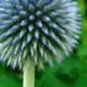 50 PCS Seeds Blue Globe Thistle Echinops Big Onion Flowers