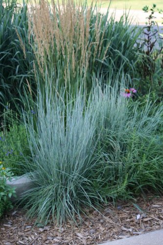 500 PCS Seeds Blue Grass Seeds Perennial