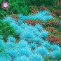 500 PCS Seeds Blue Grass Seeds Perennial