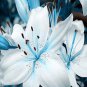 50 PCS Seeds Blue Heart Lily Plant Heirloom Lilium Lily Flower Fragrant Perennial Flower