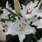 50 PCS Seeds Blue Heart Lily Plant Heirloom Lilium Lily Flower Fragrant Perennial Flower