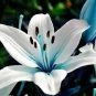 50 PCS Seeds Blue Heart Lily Plant Heirloom Lilium Lily Flower Fragrant Perennial Flower