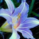 50 PCS Seeds Blue Heart Lily Seeds Potted Plant Bonsai Lily Flower 50 PCS Seeds Blue Heart Lily Seeds Potted Plant Bonsai Lily Flower
