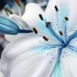 50 PCS Seeds Blue Heart Lily Seeds Potted Plant Bonsai Lily Flower