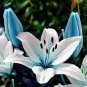 50 PCS Seeds Blue Heart Lily Seeds Potted Plant Bonsai Lily Flower