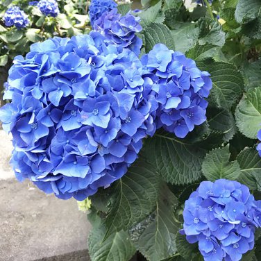 15 PCS Seeds Blue Hydrangea Paniculata Grandiflora