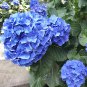 15 PCS Seeds Blue Hydrangea Paniculata Grandiflora